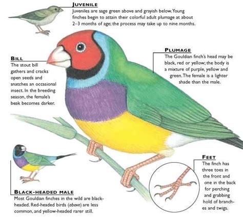 life cycle of a gouldian finch